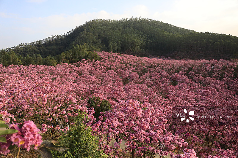 广东省江门市新会绿美生态园绣球紫花风铃木基地山花烂漫图片素材