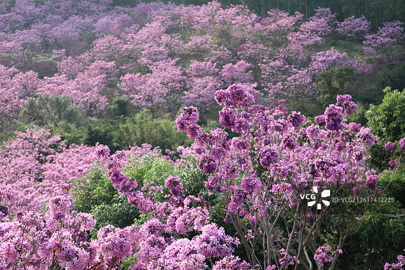 广东省江门市新会绿美生态园绣球紫花风铃木基地山花烂漫图片素材