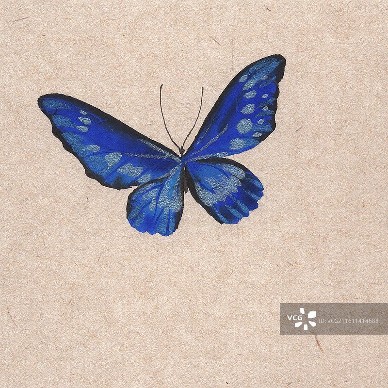 美丽的蝴蝶手绘水彩没骨插画图片素材
