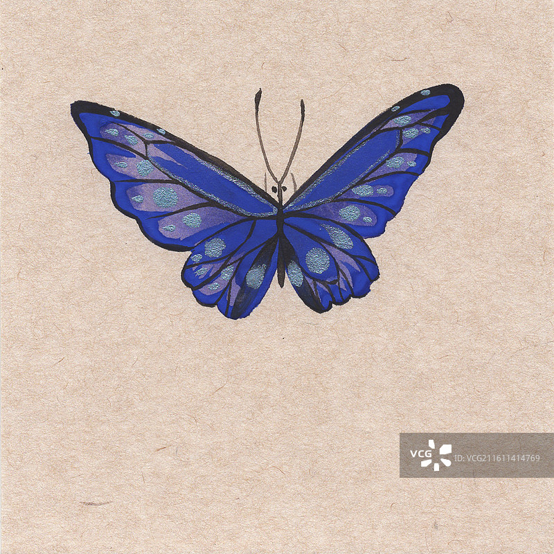 美丽的蝴蝶手绘水彩没骨插画图片素材