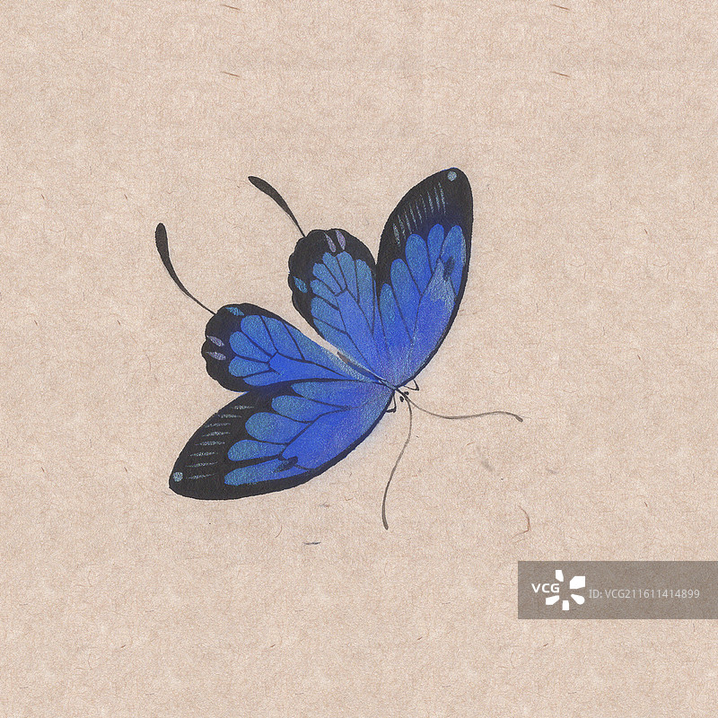 美丽的蝴蝶手绘水彩没骨插画图片素材