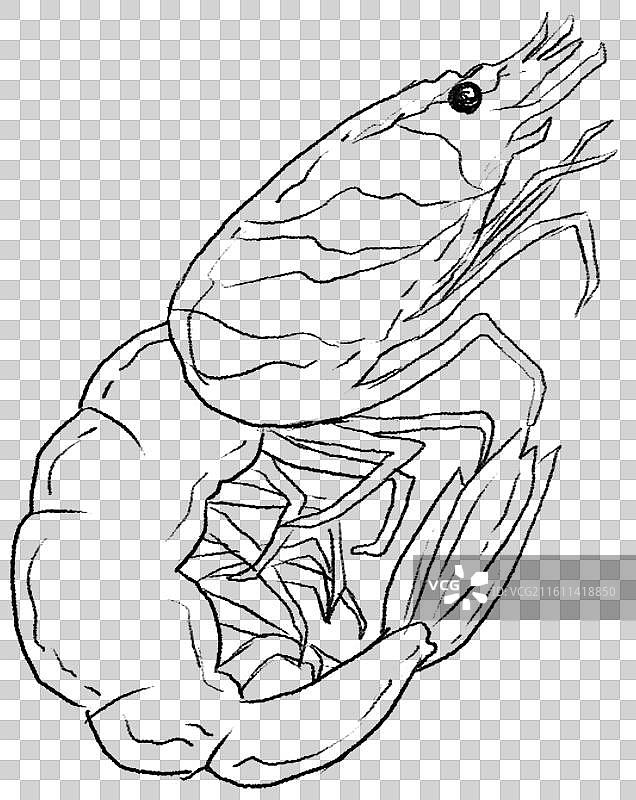 黑虎虾大虾国潮风中国风美食插画线条插画元素图片素材