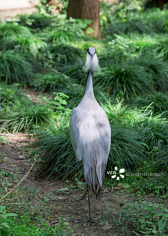 国家重点保护野生动物蓑羽鹤图片素材