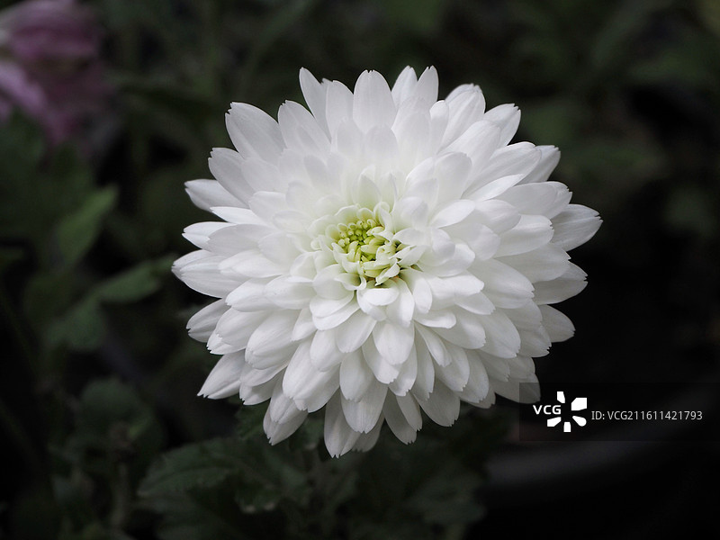 白色菊花—唐山南湖开滦旅游景区—唐山植物园—万象森林图片素材