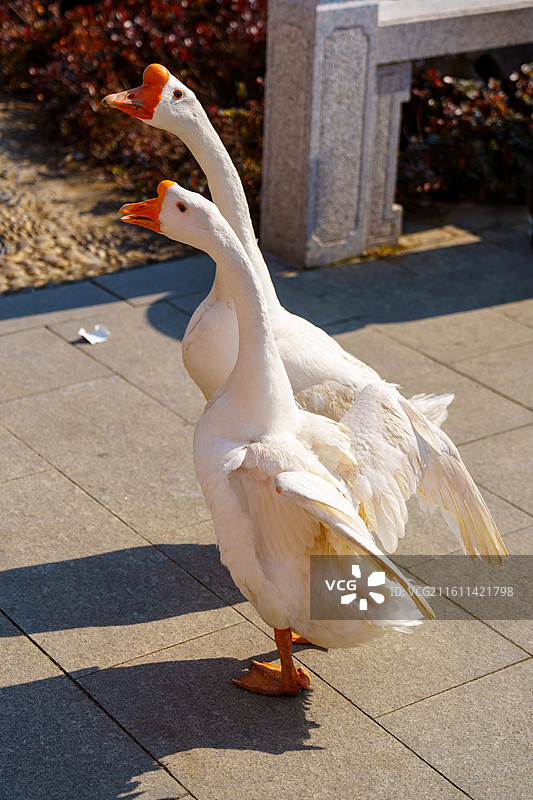 大白鹅图片素材