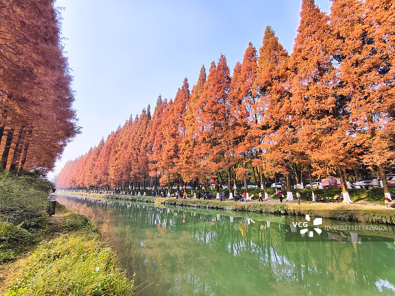 成都成华区升仙湖公园秋天水杉树图片素材