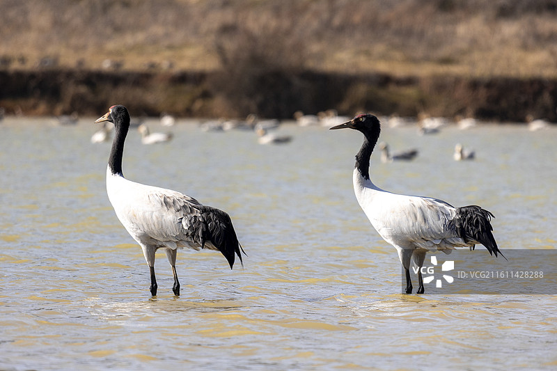 贵州威宁草海黑颈鹤图片素材