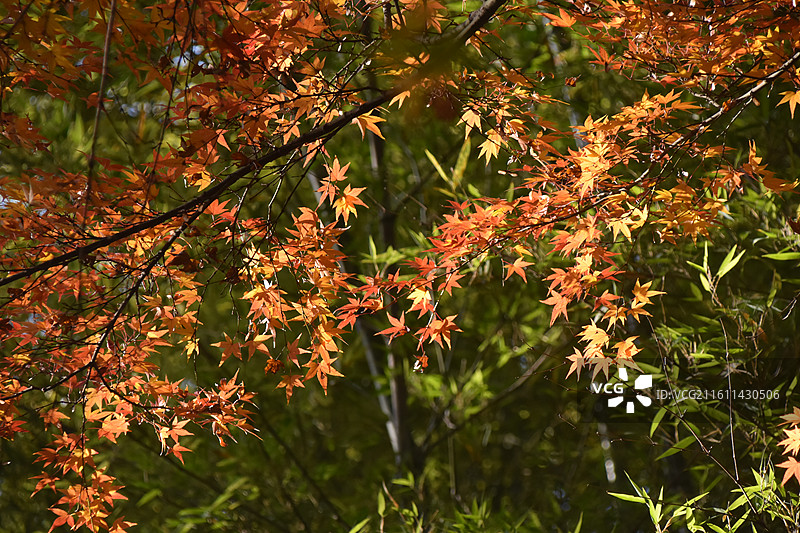 秋季黄红交替中的枫叶景色图片素材