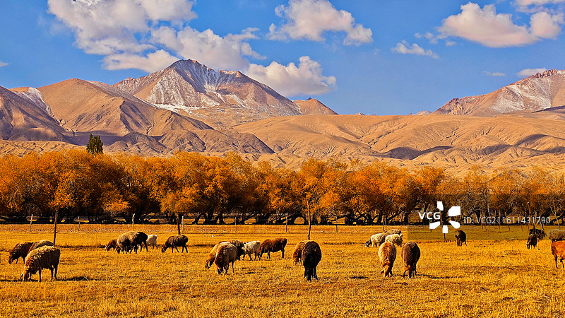塔县秋韵 塔什库尔干塔吉克县‌地理位置‌：地处帕米尔高原东麓，面积2.5万平方公里，与巴基斯坦接壤图片素材