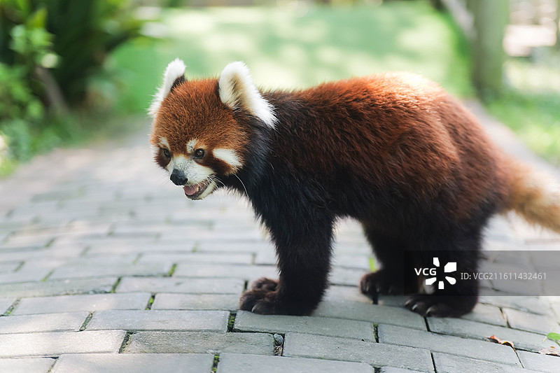 网红小熊猫亚瑟近距离抓拍图片素材