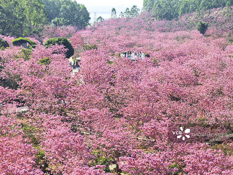 蓝天下的紫色风铃花 江门市绿美生态园图片素材