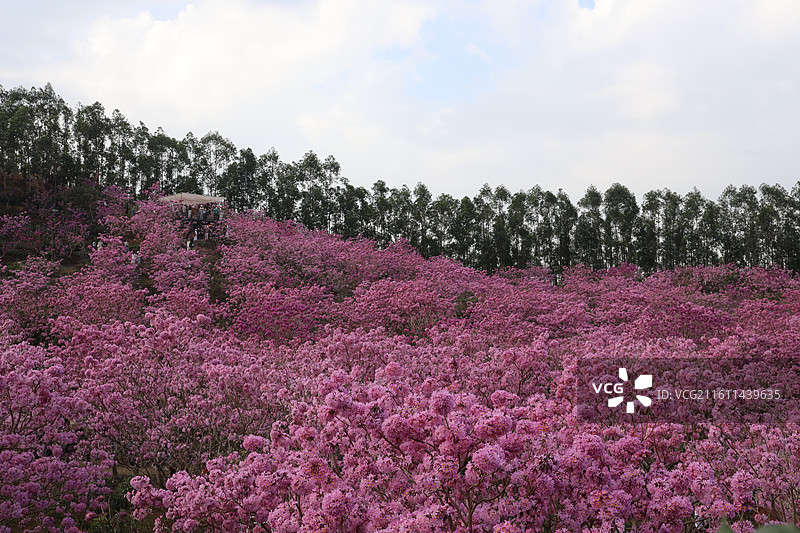 广东省江门市新会绿美生态园绣球紫花风铃木基地山花烂漫图片素材