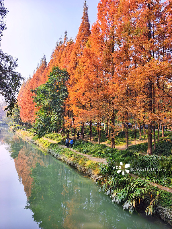 成都成华区升仙湖公园秋天水杉树图片素材