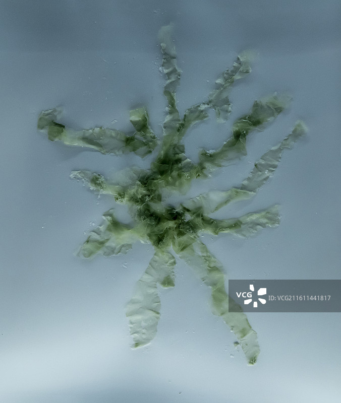 天津自然博物馆“家园·生命展区”：石莼（采集于海南文昌清澜港）图片素材