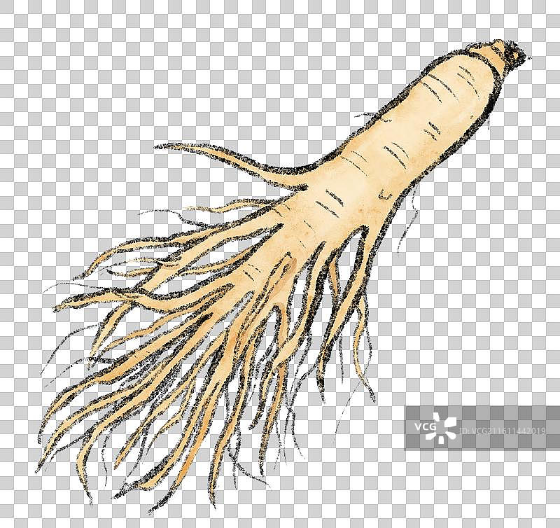 吉林美食插画-人参图片素材