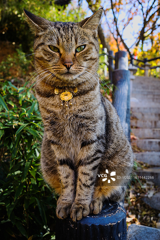 永慧禅寺图片素材