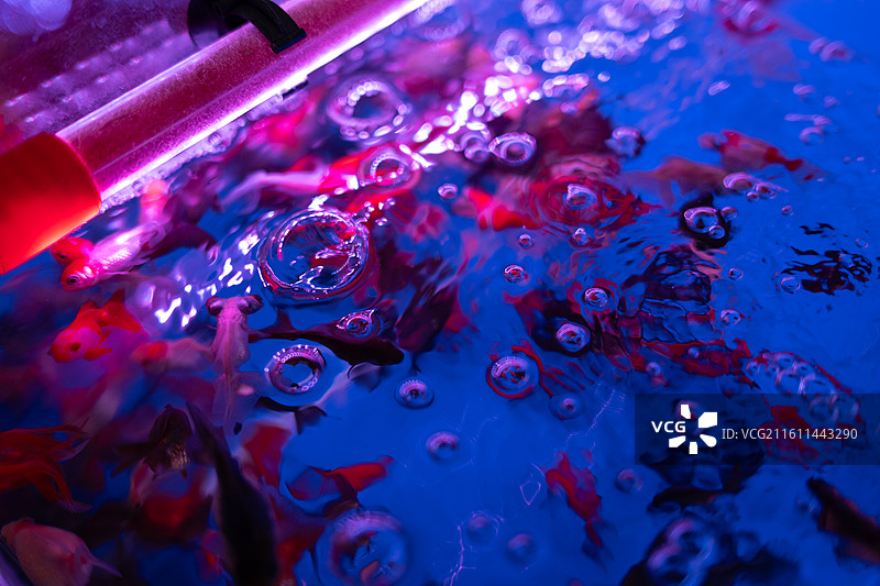 水族箱 鱼缸图片素材