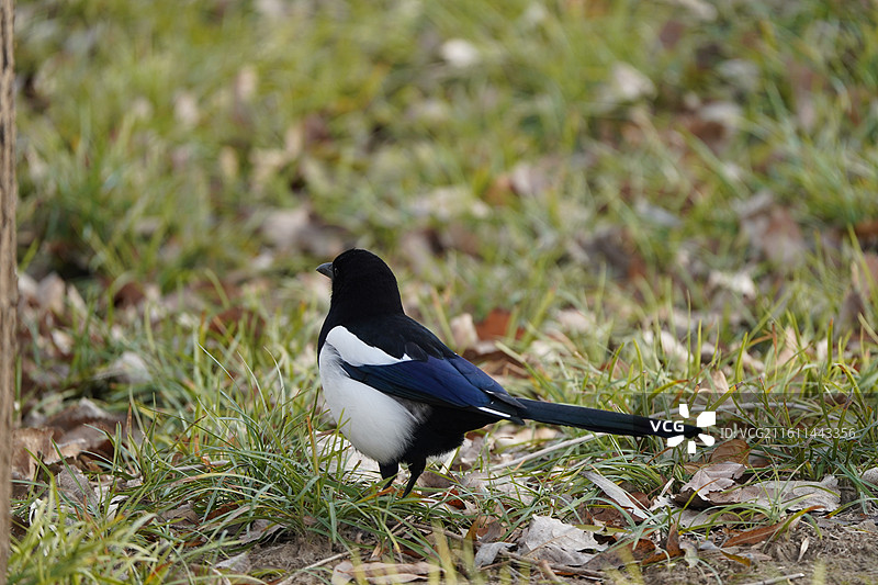 郑州草地上的喜鹊图片素材