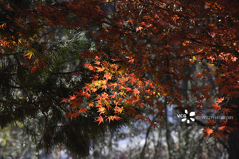 秋季黄红交替中的枫叶景色图片素材