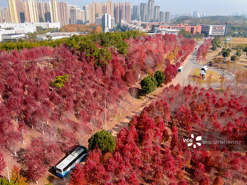 文华学院秋日红枫林航拍 红色枫叶树林美景 校园秋景打卡地风光图图片素材