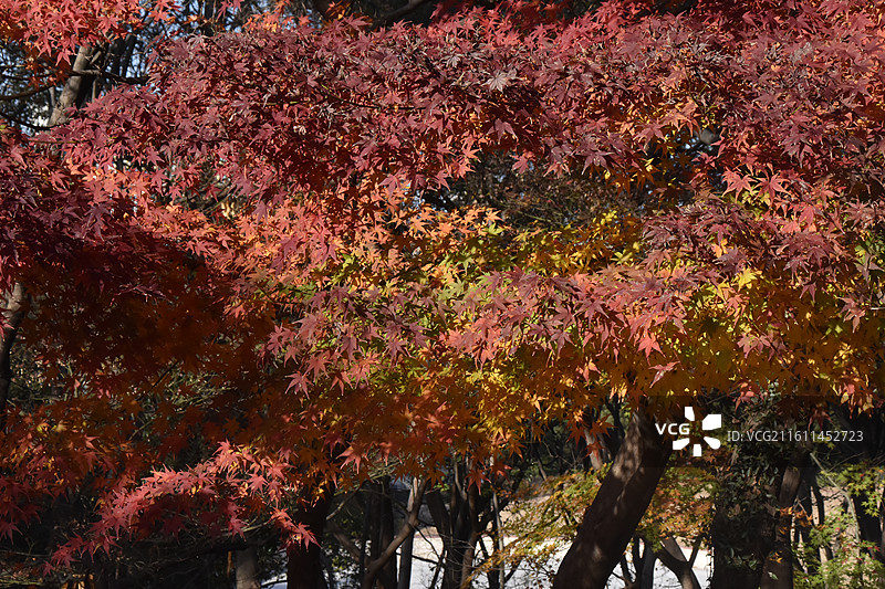 秋季黄红交替中的枫叶景色图片素材