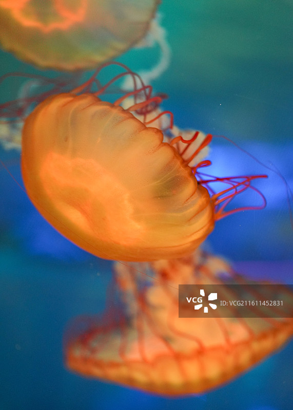 上海海昌海洋公园 水母图片素材