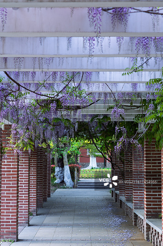 青岛中山公园紫藤花架下的休闲步道图片素材