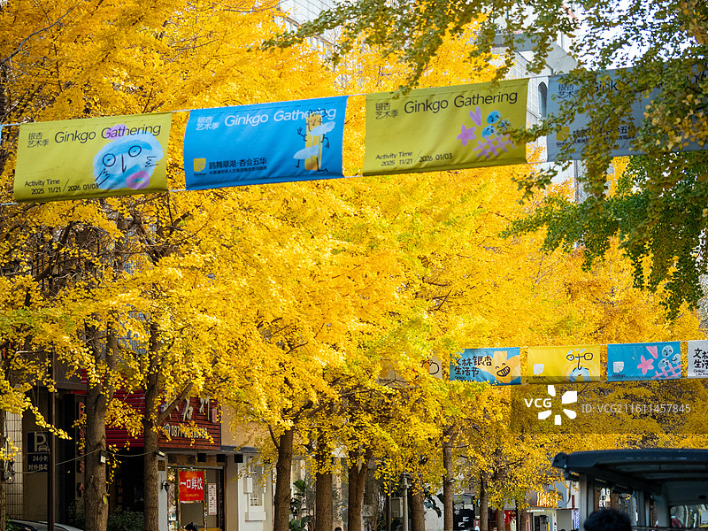 昆明文林街秋日金黄色的银杏大道风景图片素材
