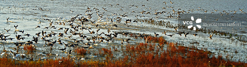 万羽翔集——摄于江西永修吴城图片素材
