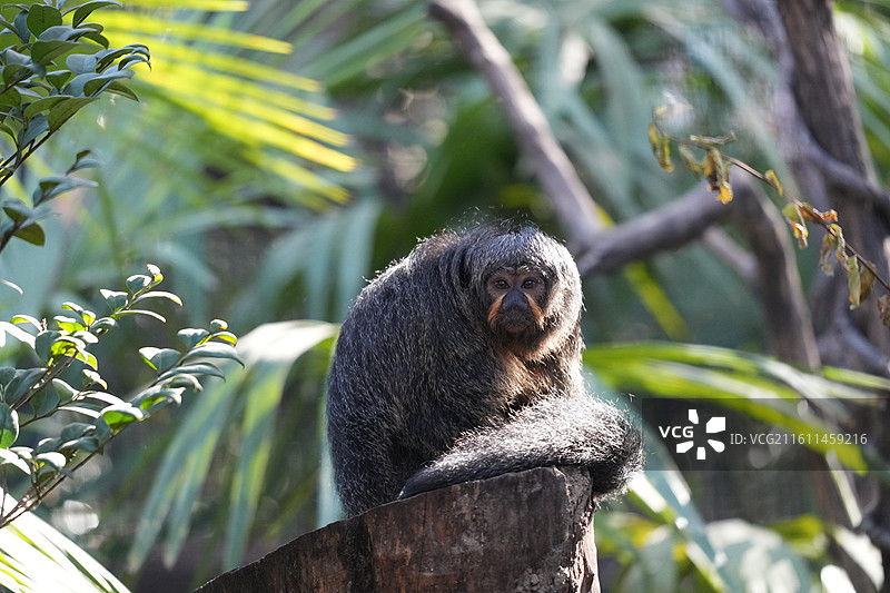 雌性白面僧面猴的特写 她在晒太阳  —上海动物园图片素材