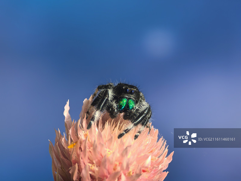 粉花与跳蛛的蓝调狂想图片素材