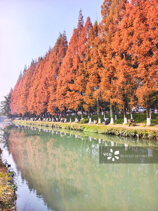 成都成华区升仙湖公园秋天水杉树图片素材