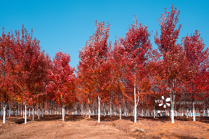 文华学院红枫林秋景 秋日晴空林间自然风景图片素材