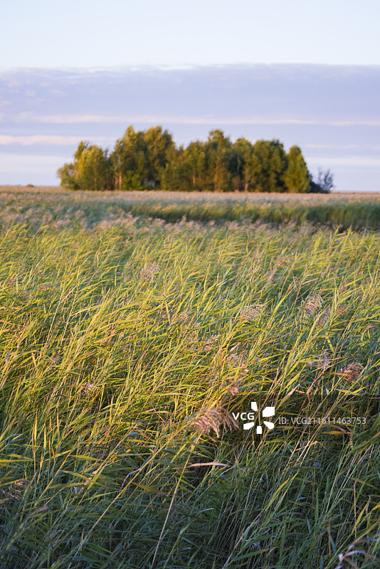 扎龙自然保护区扎龙湿地的建筑和雕塑图片素材