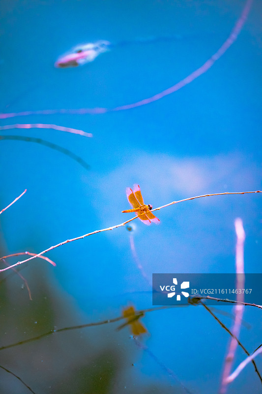 肥城湿地公园图片素材