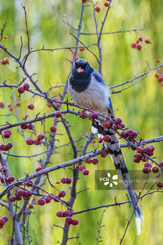 红嘴蓝鹊与红豆图片素材