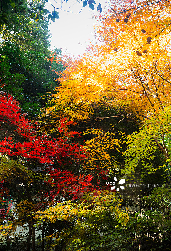 杭州12月九溪徒步秋景理安寺门前秋景红枫黄叶绿叶多色层次感图片素材