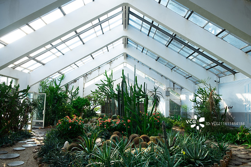 温室内的仙人掌图片素材