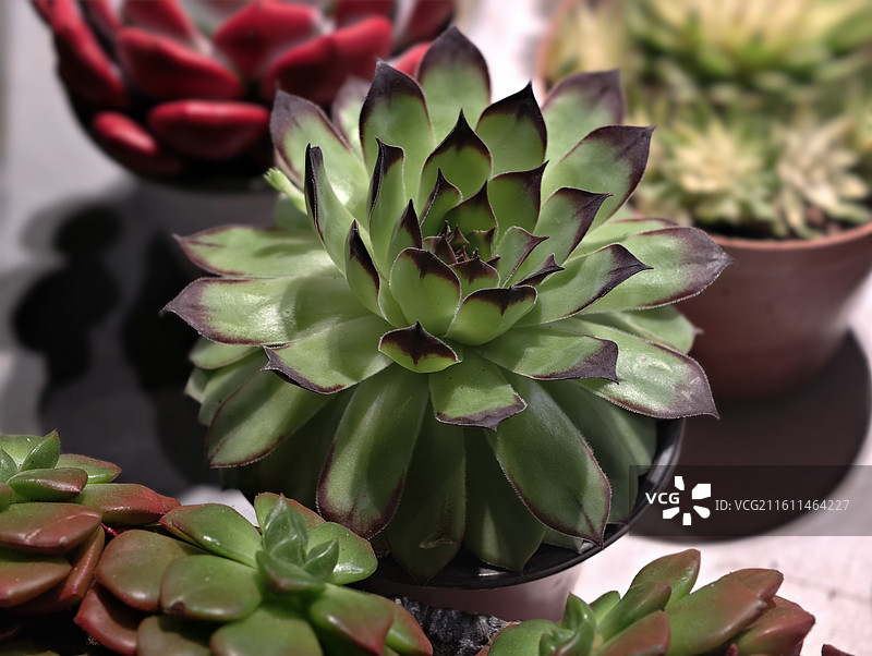 观音莲多肉盆栽图片素材