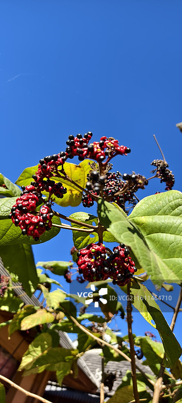 云南普洱澜沧拉祜族自治县景迈山～芒洪古寨～茱萸浆果图片素材