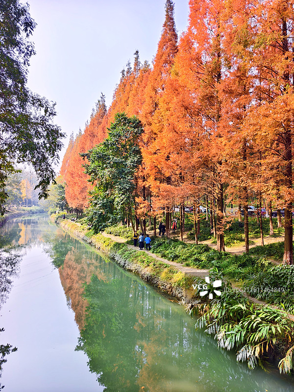 成都成华区升仙湖公园秋天水杉树图片素材