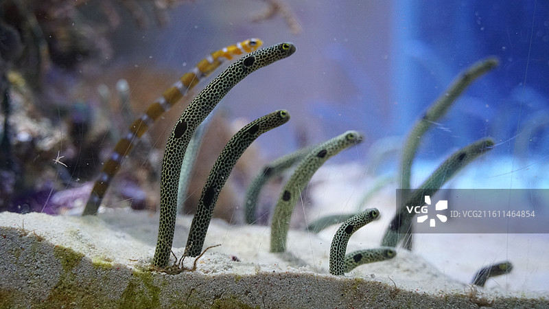 海洋生物 水族馆图片素材