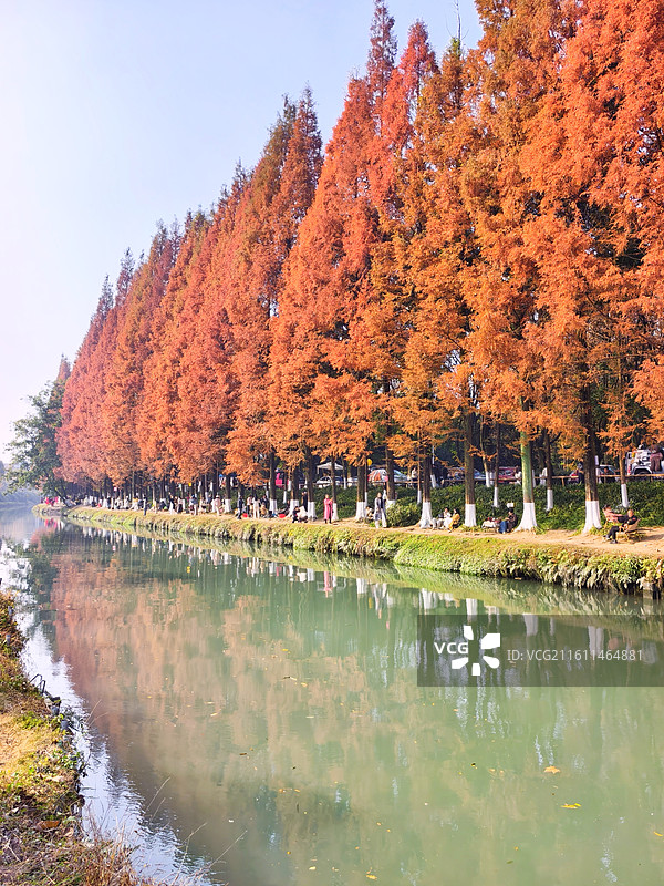 成都成华区升仙湖公园秋天水杉树图片素材