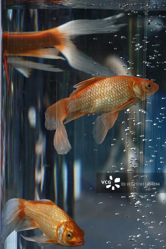 广州动物园金鱼图片素材