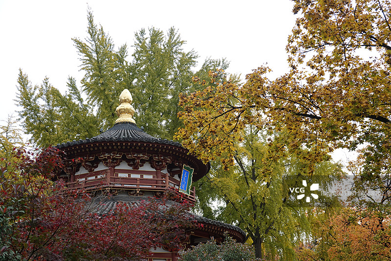 陕西省西安市碑林区兴庆宫公园兴庆湖秋景：五龙坛银杏彩林图片素材