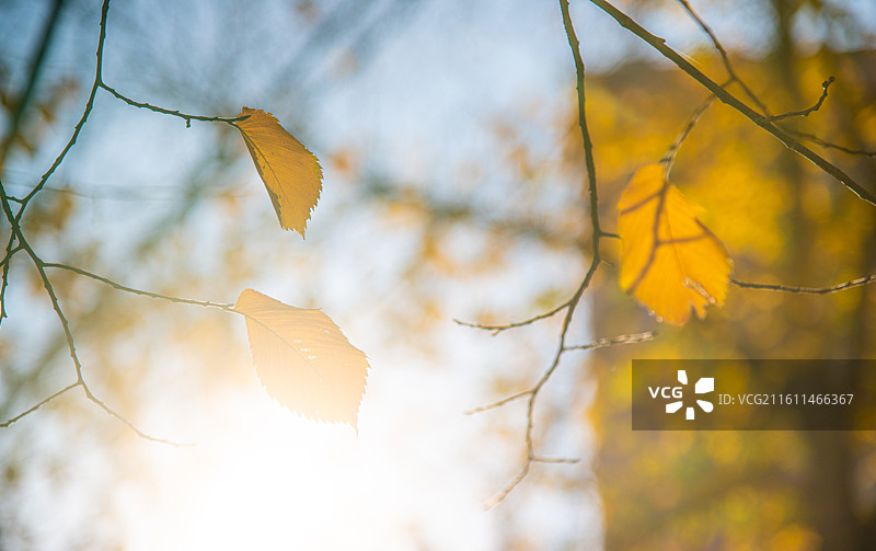 凋零的感觉 萧条的情绪 秋天落叶 孤独寂寞图片素材