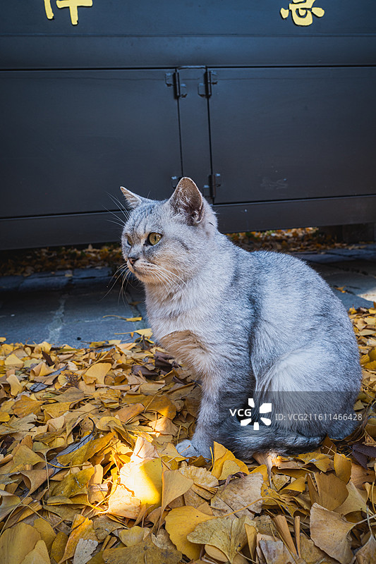 永慧禅寺图片素材
