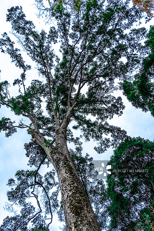普照寺的千年楠木图片素材