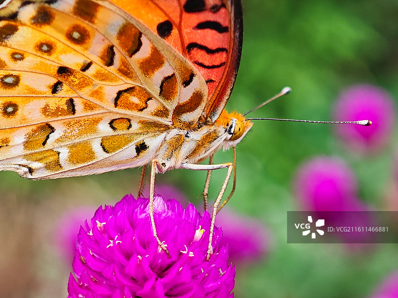 一只斐豹蛱蝶微距特写图片素材