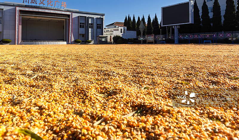 农民正在晾晒金黄的玉米图片素材